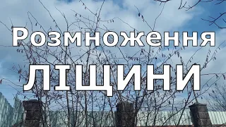 Розмноження  ліщини фундук