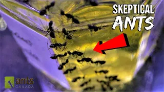 Skeptical Ants Doubting the Colony "Rumors" (Hilarious Ant Story)