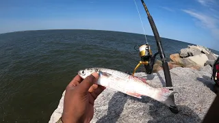 Something HUGE ate this mullet at Mayport Naval Base￼