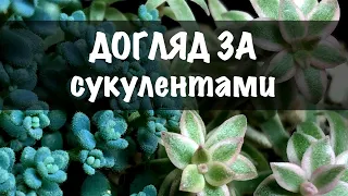 Догляд за сукулентами 2022. Мій досвід