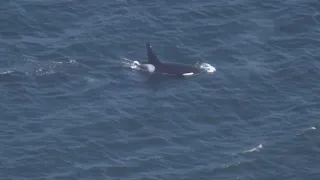 Watch: Orcas spotted in Elliott Bay near Seattle