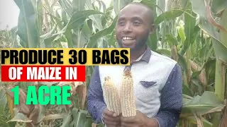 How to produce 35 bags  of maize in 1 Acre piece of land