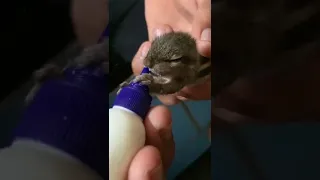 1 week old baby squirrel baby feeding milk #squirrel #baby #feeding #milk #cute