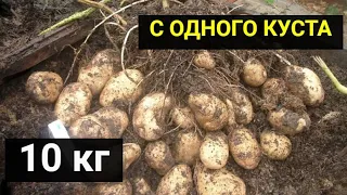 10 кг с куста картофеля. Повышенная урожайность без химии. Подкормка о которой мало кто знает