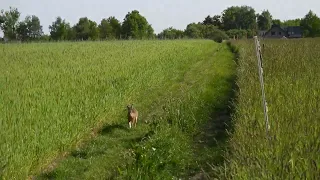 La liebre común o liebre europea. Lepus europaeus.The European hare.