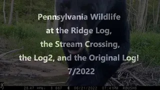 Pennsylvania Wildlife at the Ridge Log the Stream Crossing the Log2 and the Original Log  7/2022  2