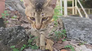 [ASMR] Street cats eating chicken jerky for the first time