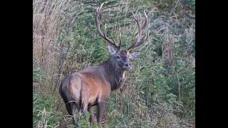 Čaro jelenej ruje 4. časť / jelenia ruja / jelení říje / deer roar /hirschbrunft /rykowisko /rutting