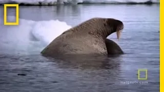Walrus Mom and Baby Cuddle | National Geographic