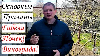 ОСНОВНЫЕ Причины ГИБЕЛИ Почек при УКРЫТИИ Винограда ЗЕМЛЁЙ!