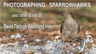 Photographing Sparrowhawks using the Olympus EM1X at David Tiplings woodland hide