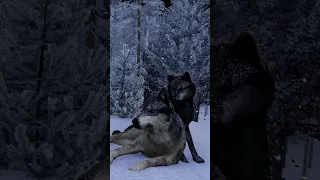 WolfQuest 3 AE | Cute pics | ✨✨✨| #shorts #tiktok #edit