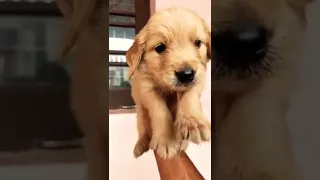 Cute & Funny Golden Retriever Puppy. #shorts watch this puppy Grow! watch Golden Retriever Grow