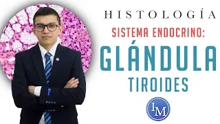 Histología | Sistema endocrino | Glándula tiroides