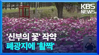 폐광지에 핀 ‘천만 송이, 작약’…‘신부의 꽃’ 축제로 비상 / KBS  2024.05.24.