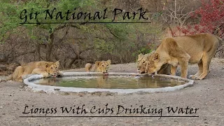 Lioness with Cubs | Lioness Drinking Water | Gir National Park | Sasan Gir