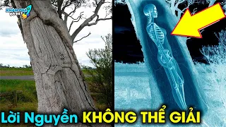 ✈️ 9 Truyền Kỳ Bí Ẩn Về Cây Mà 99% Mọi Người Không Hề Hay Biết...Quá Đáng Tiếc | Khám Phá Đó Đây