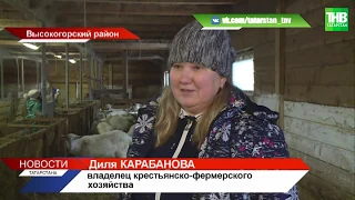 В Высокогорском районе Татарстан новогодние елки скармливают козам