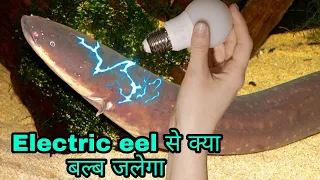 current वाली मछली के उपर experiment क्या  बल्ब जल पाएगा इसके current से