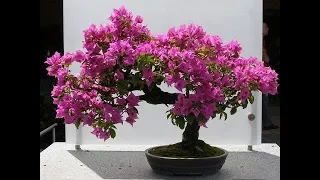 bougainvillea bonsai repotting & Grow//GREEN PLANTS