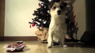 It's a dog's life: Waiting for Santa