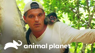 Frank se hace amigo de cariñoso mono araña | Wild Frank en México | Animal Planet