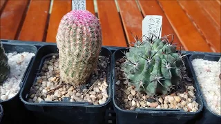 Cactus collection - New Additions May 2018