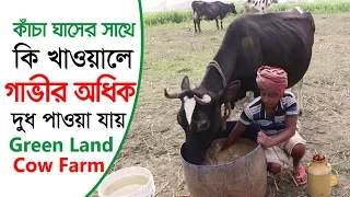 Krishi | কৃষি  কাঁচা ঘাসের সাথে কি খাওয়ালে গাভীর অধিক দুধ পাওয়া যায় |  Green Land Cow Farm