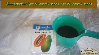 v16:Red Lady Papaya seeds and seedling preparation (step by step method)
