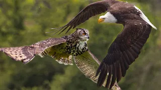 Amazing Eagle attack Owl moment!