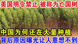 美国明令禁止被称为亡国树，中国为何还在大量种植，背后原因曝光让人意想不到