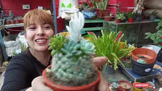 aprende a injertar suculentas en un cactus