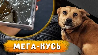 Щенок в БАГАЖНИКЕ😱. Алиса сгрызла телефон, больше домой не пущу😨 Перс спит в комнате. Нашла вакцины.