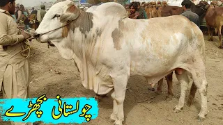 Multan Cow Mandi Sahiwal Laat Ka Mall Or Cholistani Bachry | SS Tv |