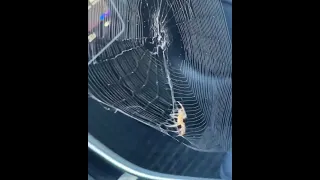 Big Spider Spins Web on Passenger Side || ViralHog