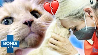 Saying Goodbye To Very Sick Elderly Cat 💔 Bondi Vet Clips | Bondi Vet