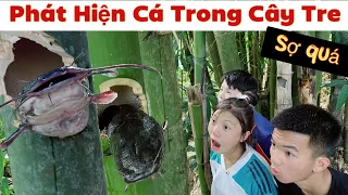 DTVN Vlog : (Tập 160) Bài học nhớ đời cho kẻ giám bắt nạt trẻ trâu( PHÁT HIỆN CÁ TRÊ TRONG CÂY TRE )