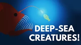 How Did Deep-Sea Creatures Evolve To Look So Scary?