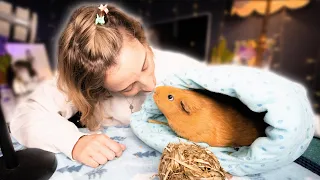 Guinea Pig Rescue Story | Our Rescued Pet Store Pigs