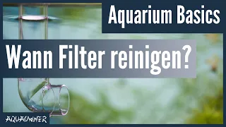 Wann muss man den Aquarium Filter reinigen? | Aquarium Basics