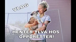 HENTER NY HUND (YLVA) OG TUR TIL SVERIGE // VLOG