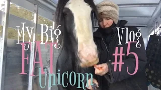 Gypsy Vanner Horses, How to Trailer Load a Unicorn!