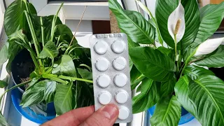 Try to revive any abandoned withered plant using these pills and water