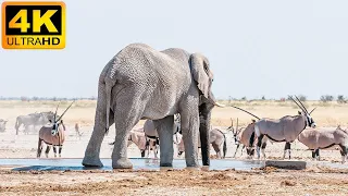 4K African Animals: Tsavo East National Park - Amazing African Wildlife Footage with Real Sounds