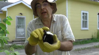 The Baby Skunk