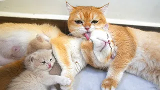 Dad Cat firmly wraps his arms around mom cat, mom cat lovingly holds the kitten | Too Cute