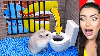 Alphabet Lore ESCAPE Hamster PRISON!? (SAVE THE LETTERS!)