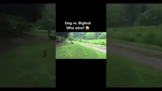 Scary Bigfoot sighting caught on video with Yorkie dog