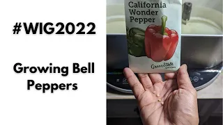 Growing California Wonder Bell Peppers Indoors