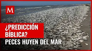 El extraño comportamiento de los peces a la orilla del mar ha llamado la atención de todo el mundo